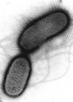 e-coli