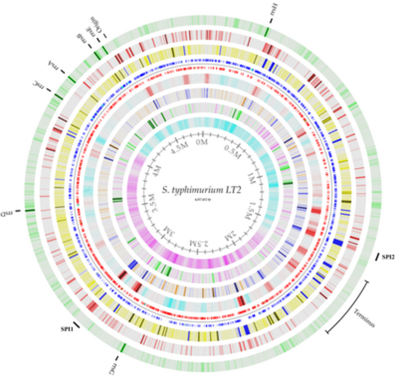 Salmonella typhimurium