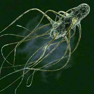 Salmonella enterica